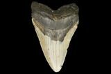 Fossil Megalodon Tooth - North Carolina #124636-1